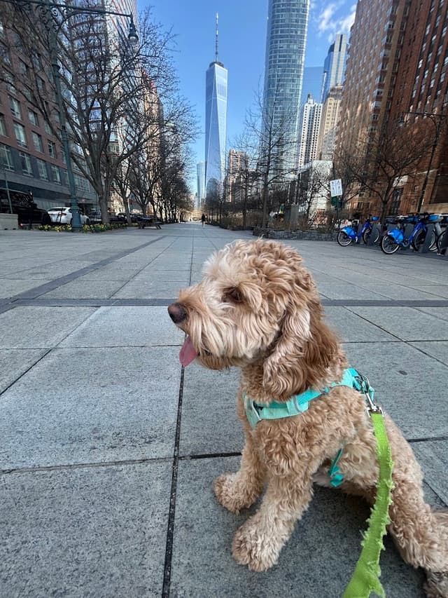 Dog in NYC
