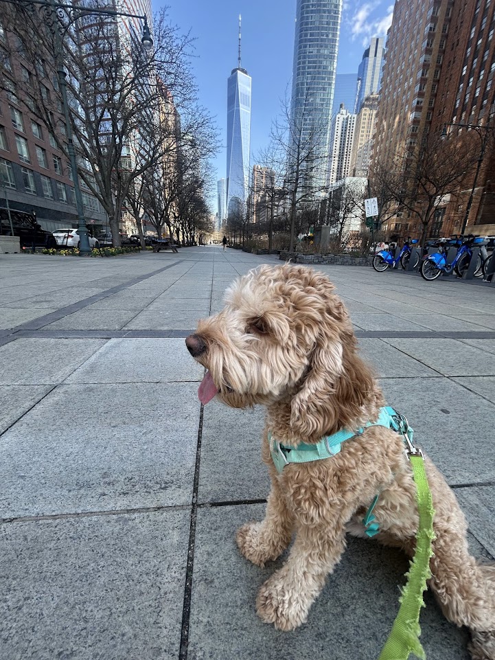 Dog in NYC